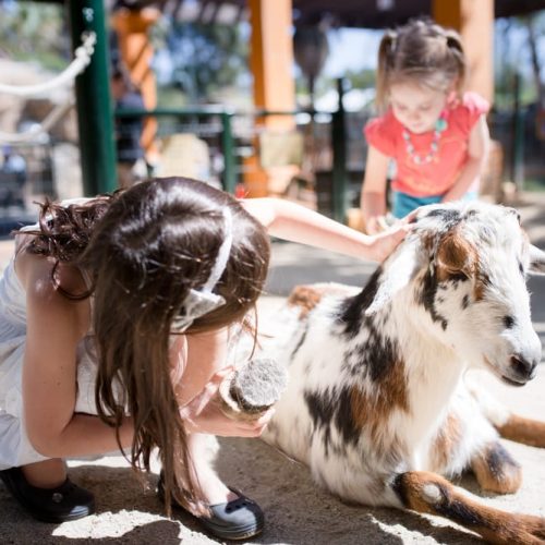 Kids at Zoo