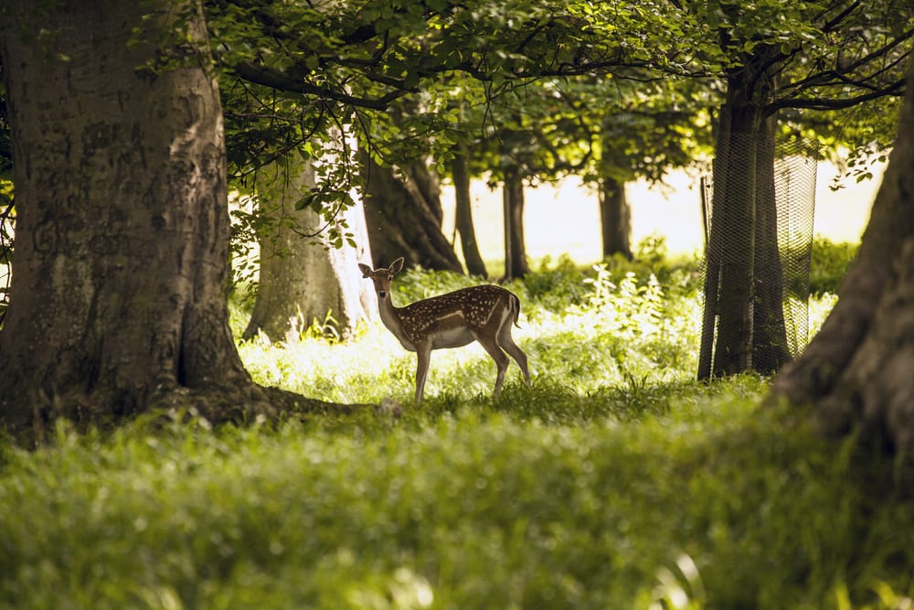 phoenix park