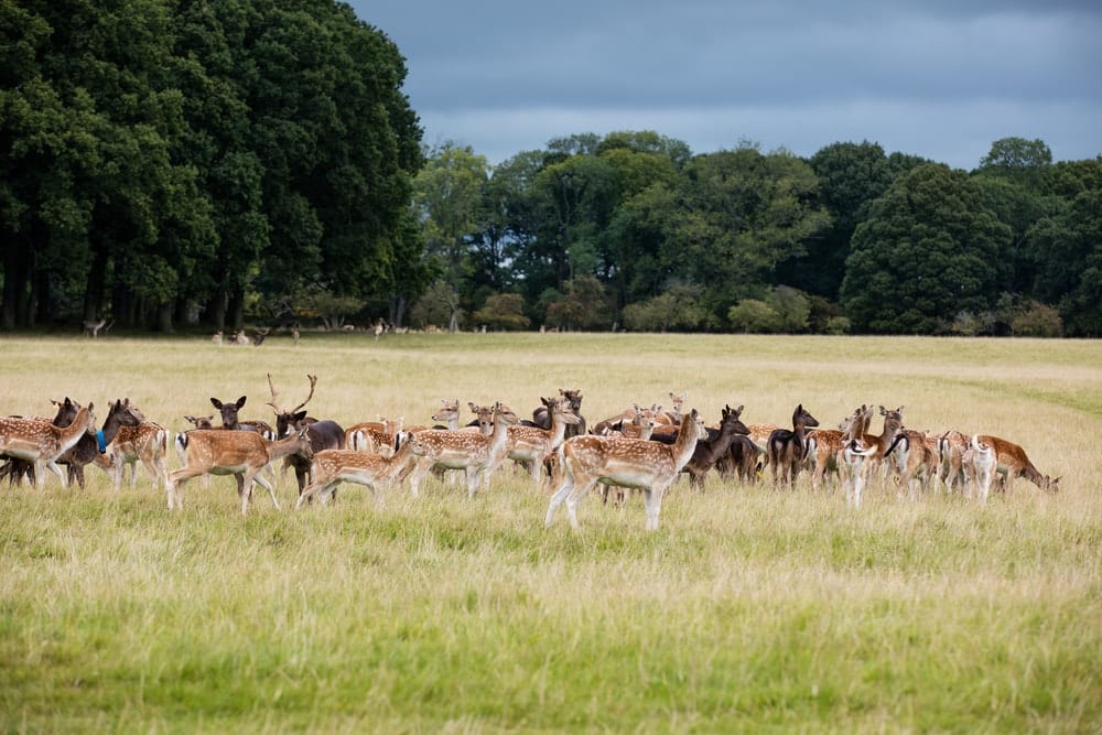 Phoenix Park in Dublin