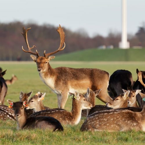 Phoenix Park in Dublin