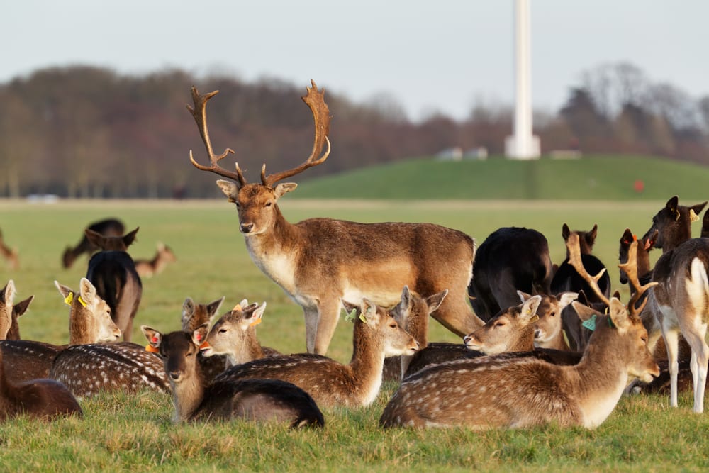 Phoenix Park in Dublin